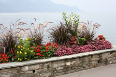 Montreux flowers