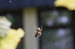 IMG_14295 Spinne_a
