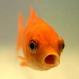 goldfisch