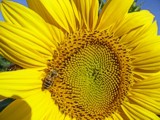 sonnenblume