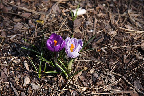 Frühling 2008 46