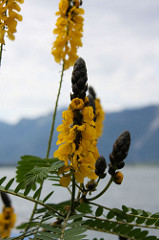 Montreux flowers