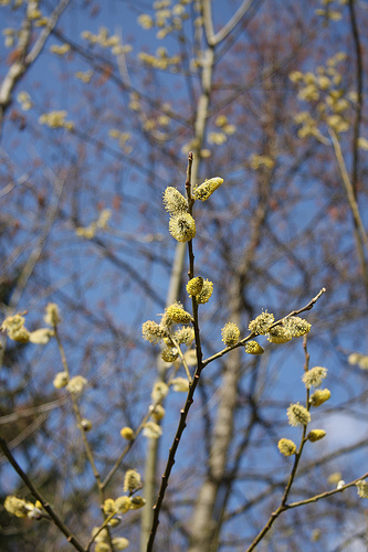 Frühling 2008 36