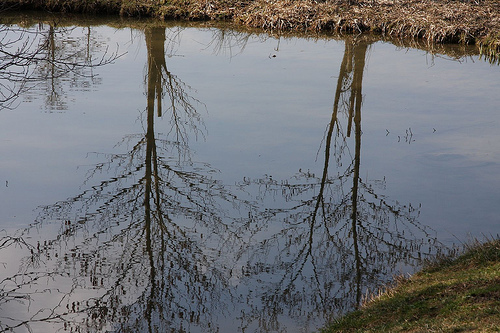 Frühling 2008 15 Spiegelung