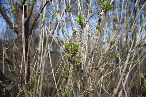 Frühling 2008 04