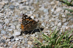 IMG_5919 Schmetterling