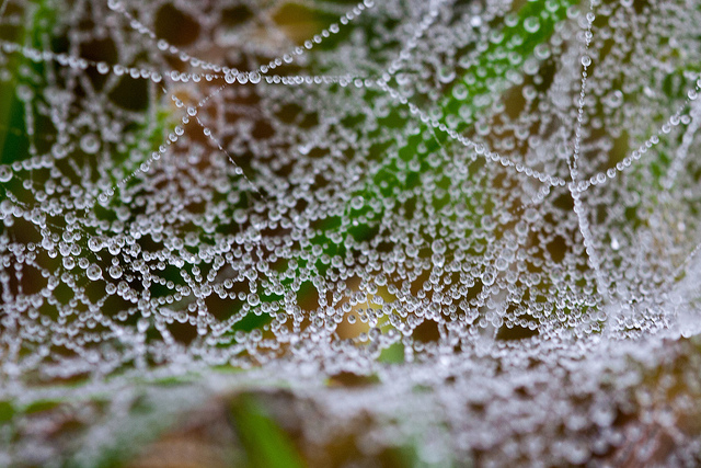 Spinnennetz im Nebel IMG_16279-1