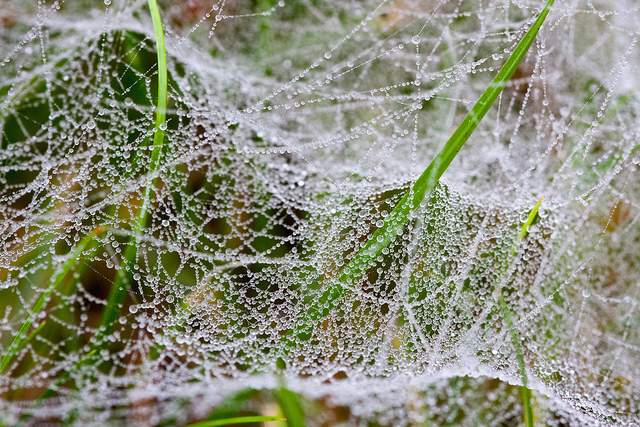 Spinnennetz im Nebel IMG_16270-1