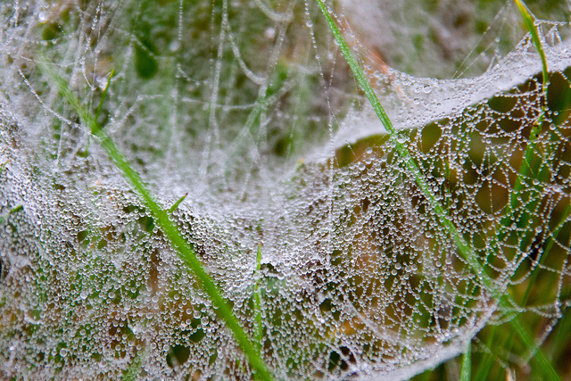 Spinnennetz im Nebel IMG_16238-1