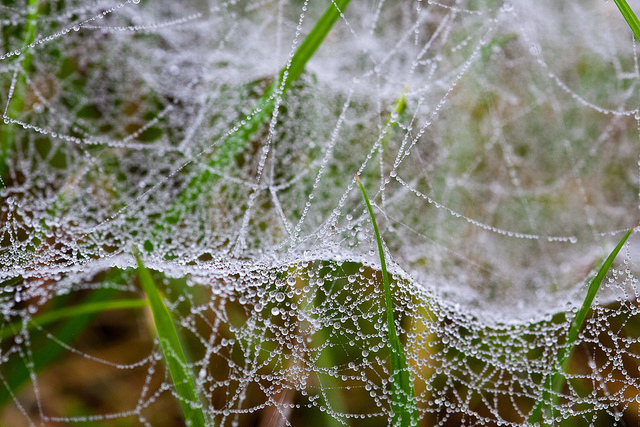Spinnennetz im Nebel IMG_16250-1