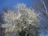 A tree in blossom