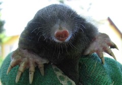 mole