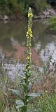 Mullein