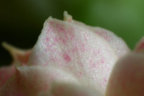 Detail einer Kalanchoenblüte