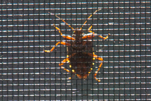 Käfer am Fliegengitter im Gegenlicht IMG_16714a