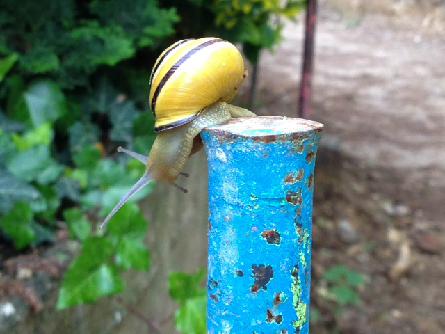 Schnecke auf Stange IMG_0648