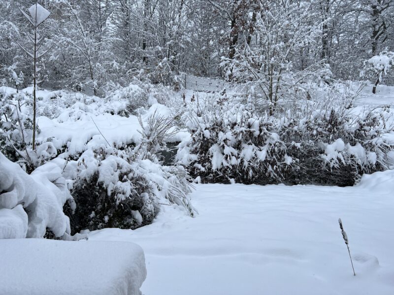 Ca. 35 cm Schnee im Garten, auf Bäumen, Hecke, Sträuchern.