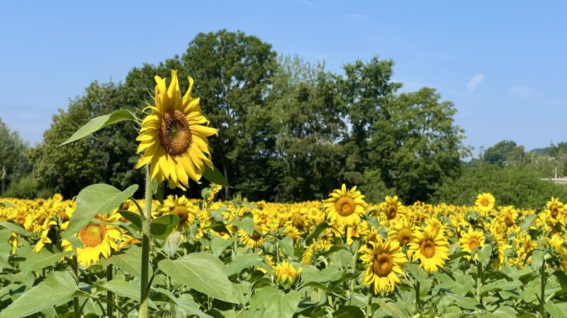 Ein Sonnenblumenfeld bei Sonnenschein, fotografiert auf Höhe der meisten Sonnenblumen; ein paar einzelne stehen heraus, insbesondere eine links im Vordergrund, die sich vor den dunklen Bäumen dahinter abhebt.