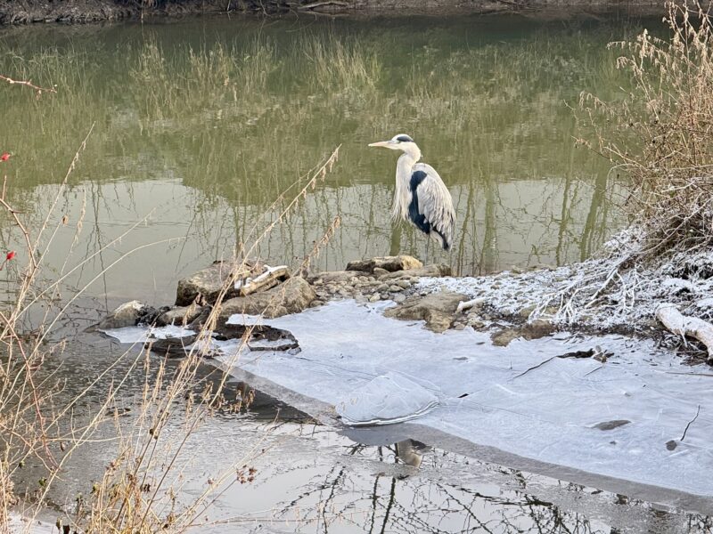 Ein Graureiher steht am Rand einer kleiner Insel, wo sich ein kleiner Fluss gabelt; im Vordergrund Eis mit Raureif, im Hintergrund spiegeln sich die Sträucher des anderen Ufers im Wasser.