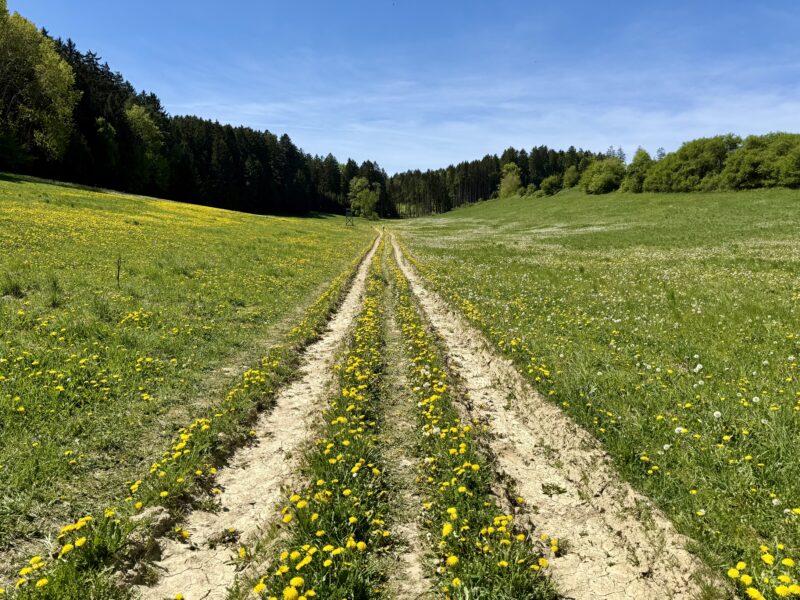 Eine große Wiese, zu den Seiten leicht ansteigend, voller Löwenzahn (Blüten und Samen). In der Mitte, vom Betrachter weg, ein Weg mit zwei tiefen Fahrspuren, auf dem ebenfalls mit Löwenzahn bewachsenen Mittelstück dazwischen ein Trampelpfad. Im Hintergrund der Waldrand, darüber blauer Himmel mit minimalem Wolkenschleier im unteren Bereich